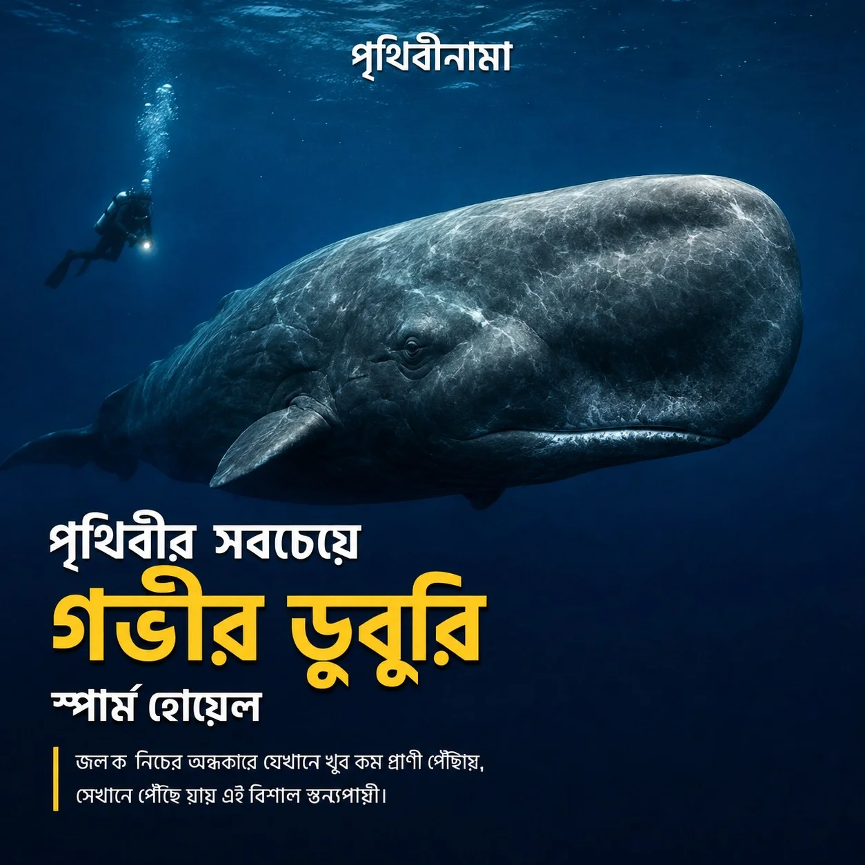 স্পার্ম হোয়েল: অন্ধকার সমুদ্রে শব্দ দিয়ে শিকার খোঁজা এক বিস্ময়কর ডুবুরি — নিবন্ধের চিত্র