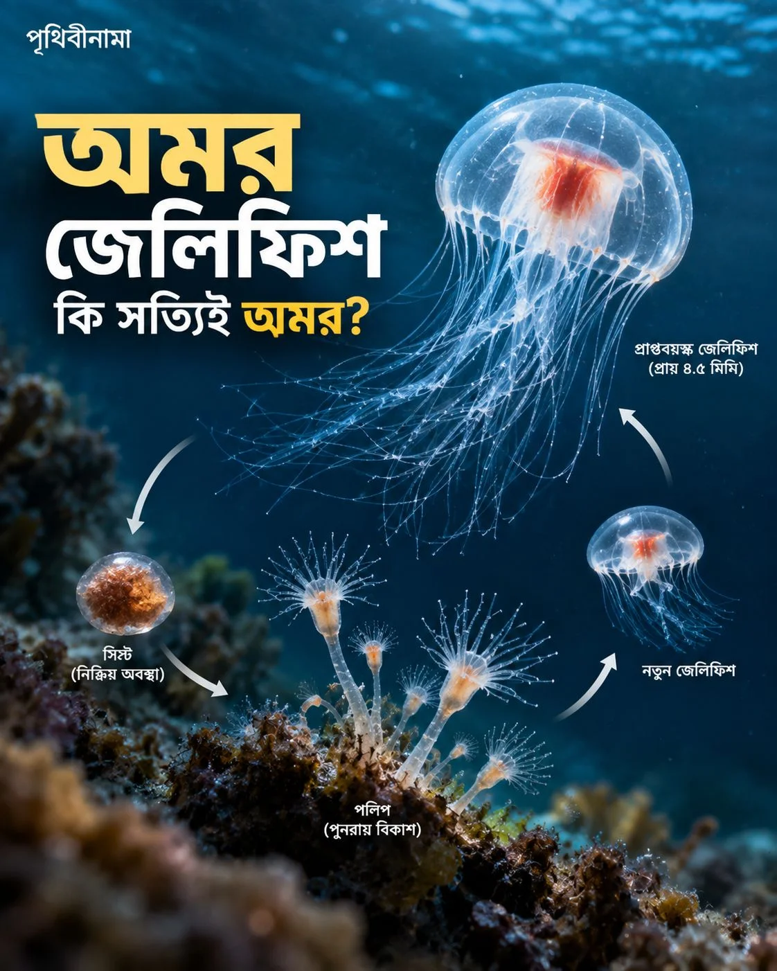 অমর জেলিফিশ কি সত্যিই মৃত্যুকে ফাঁকি দিতে পারে? — নিবন্ধের চিত্র